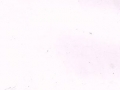 10451729_10152520285536613_3529342008967240705_n